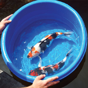 рыбки в тазике