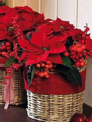 рождественский молочай