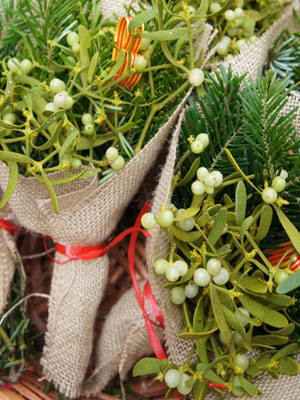 рождественская омела