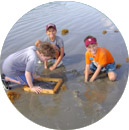 собирание жемчуга