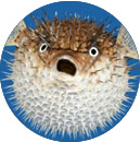 Тайна кораллового острова