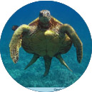 большая черепаха