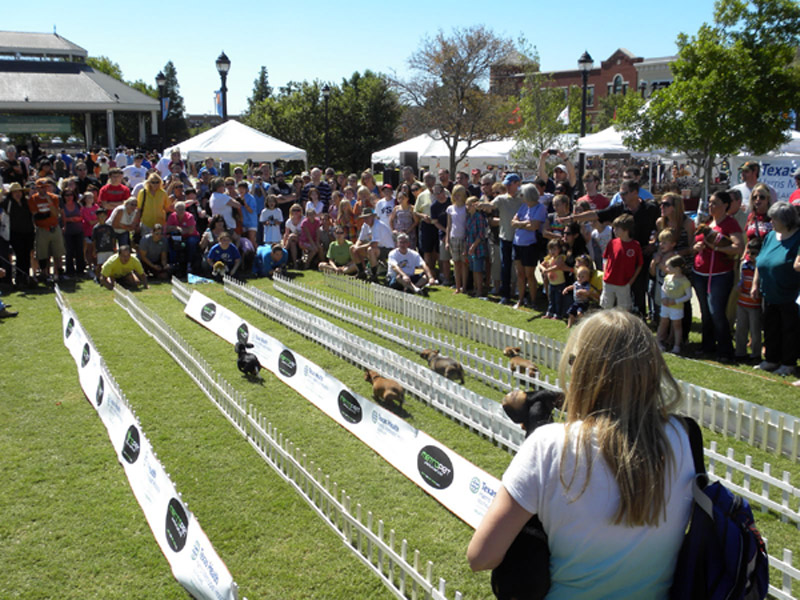 собачьи гонки на Октоберфест 2012