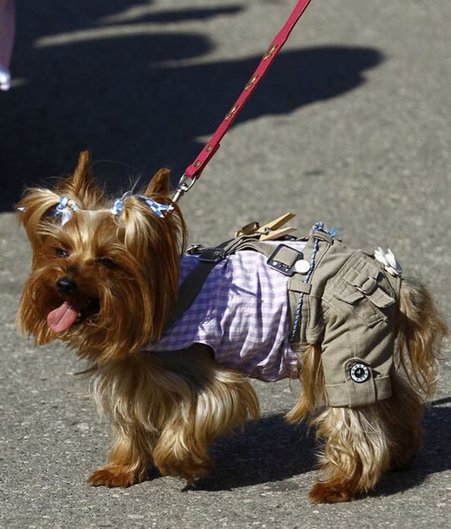 скачки на Октоберфест 2012