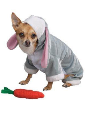 собачка заяц