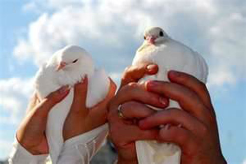 запуск голубей