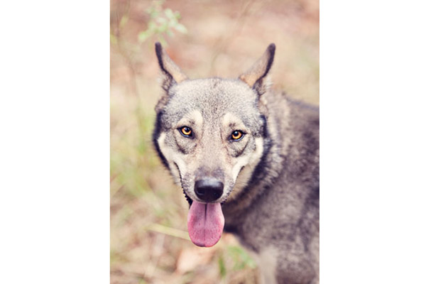 счастливый волк