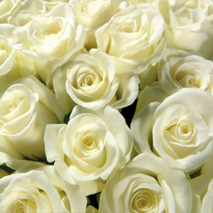 белые Розы