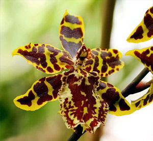 цветы Гаваейв