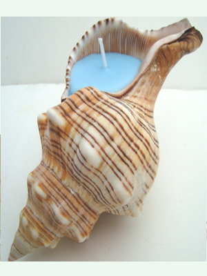 свеча в ракушке