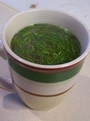 отвар из иголок