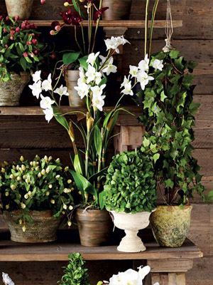 комнатные цветы