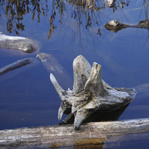 Пища для рыб