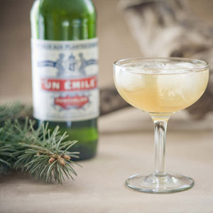 настой из хвои