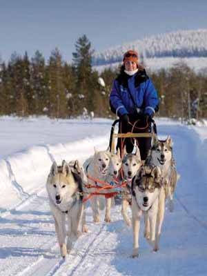 собачья упряжка