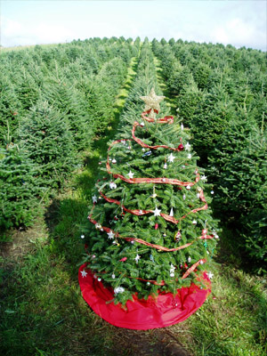 Экстремальная новогодняя вечеринка в лесу