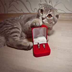 котик и обручальные кольца