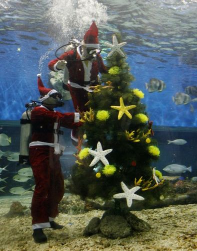 новогодняя ёлка