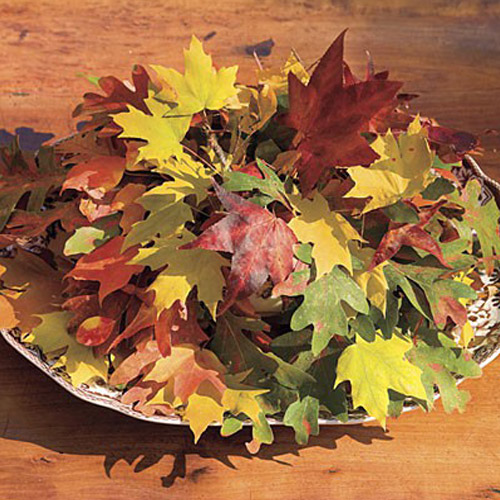 осенние листья