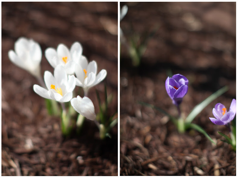 первые цветы