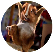 сурок танцует