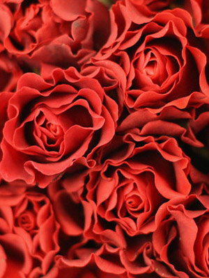 красные Розы