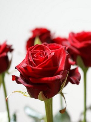 бутон красной Розы