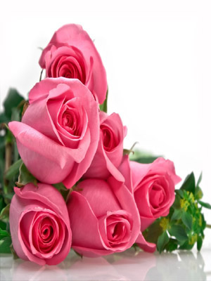 розовые Розы