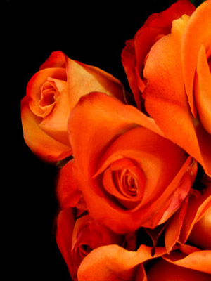 оранжевые Розы