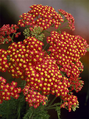 цветок Тысячелистник