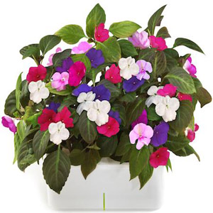 цветок Бальзамин