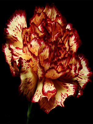 цветок Гвоздика