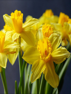 цветы Нарциссы
