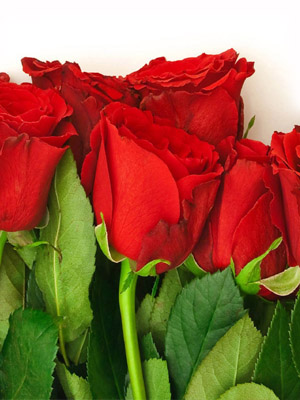 красные Розы