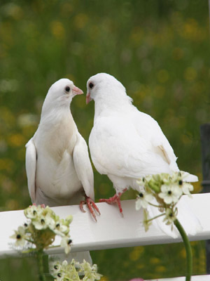 белые голуби