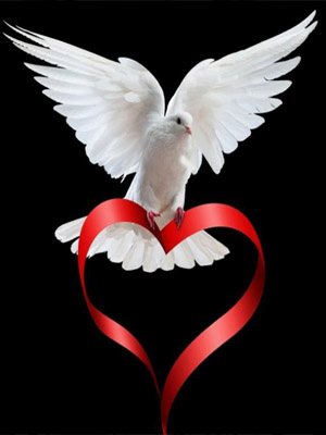 белый голубь