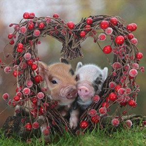 поросята валентнка