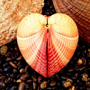 ракушки валентинка