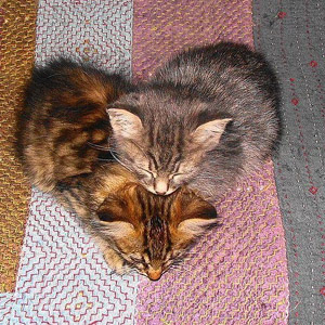 котята валентинка