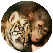 игра Царь зверей