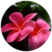 игра Цветочный путь к Джейн