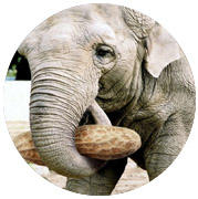 слон с арахисом