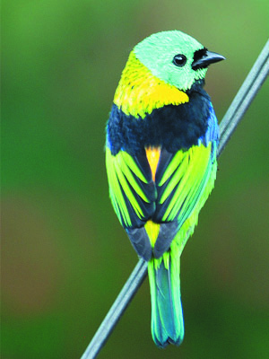 экзотическая птица