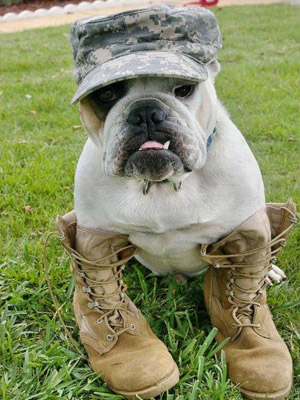 Армейская собака