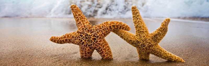 морские звезды