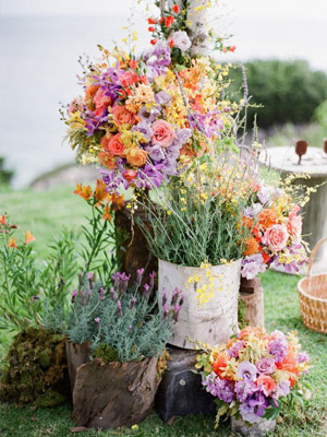 полевые цветы