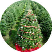 Экстремальная новогодняя вечеринка в лесу